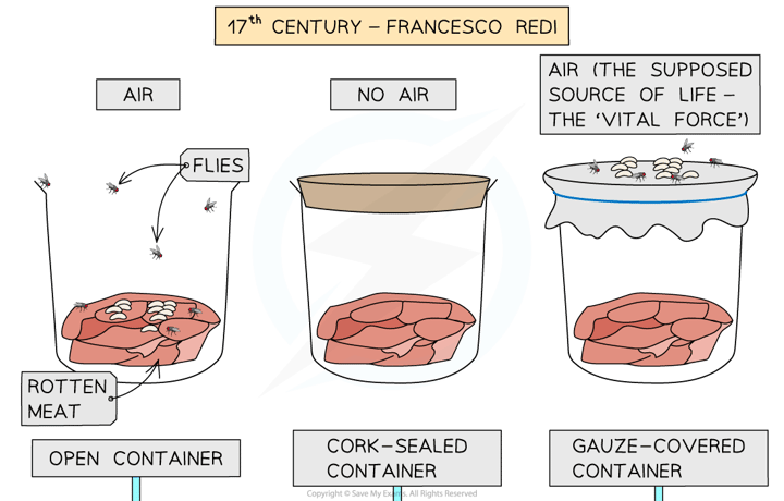 Experiments disproving spontaneous generation 1, downloadable IB Biology revision notes