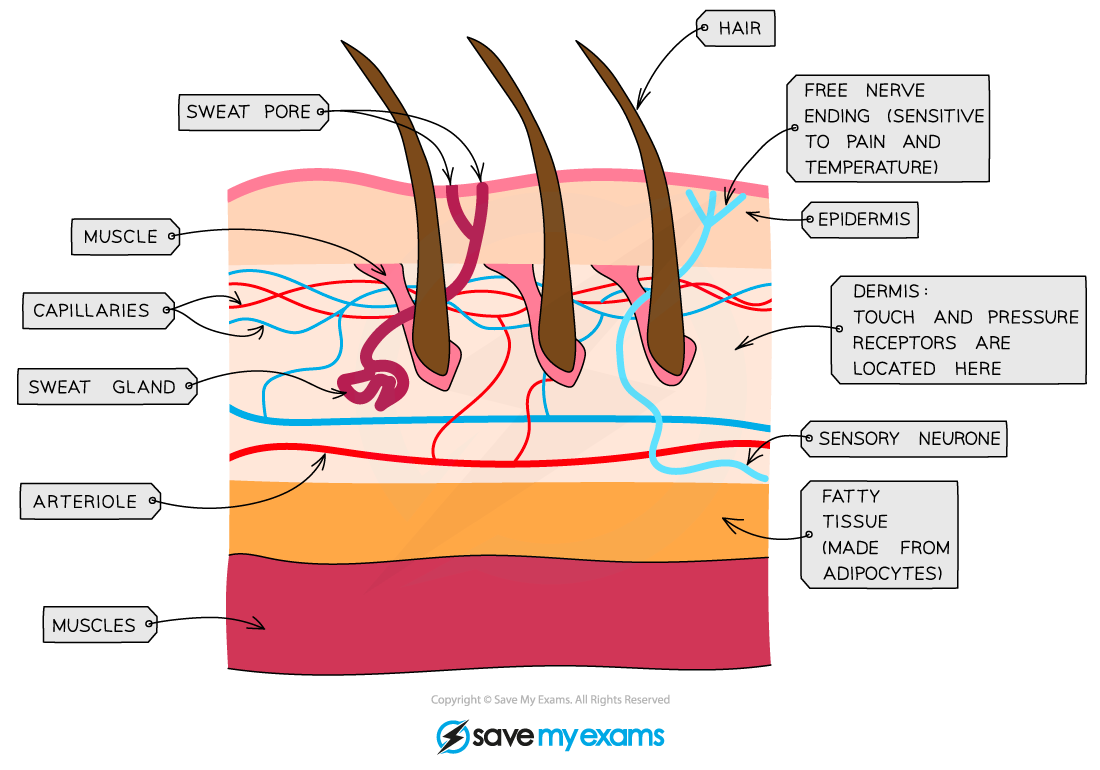 A cross-section of human skin