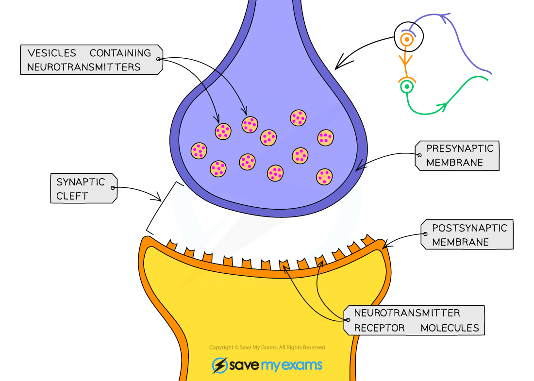 A synapse, IGCSE & GCSE Biology revision notes