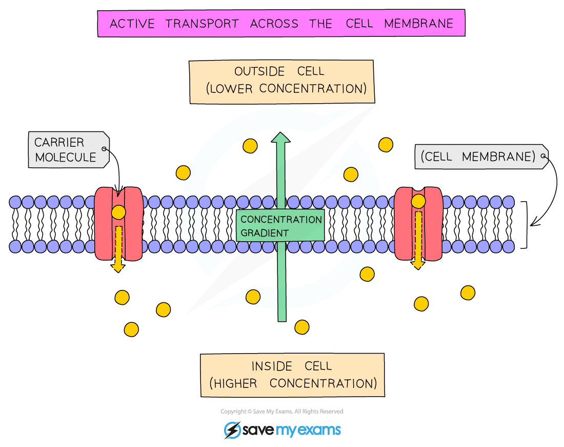 Active transport across the cell membrane, IGCSE & GCSE Biology revision notes