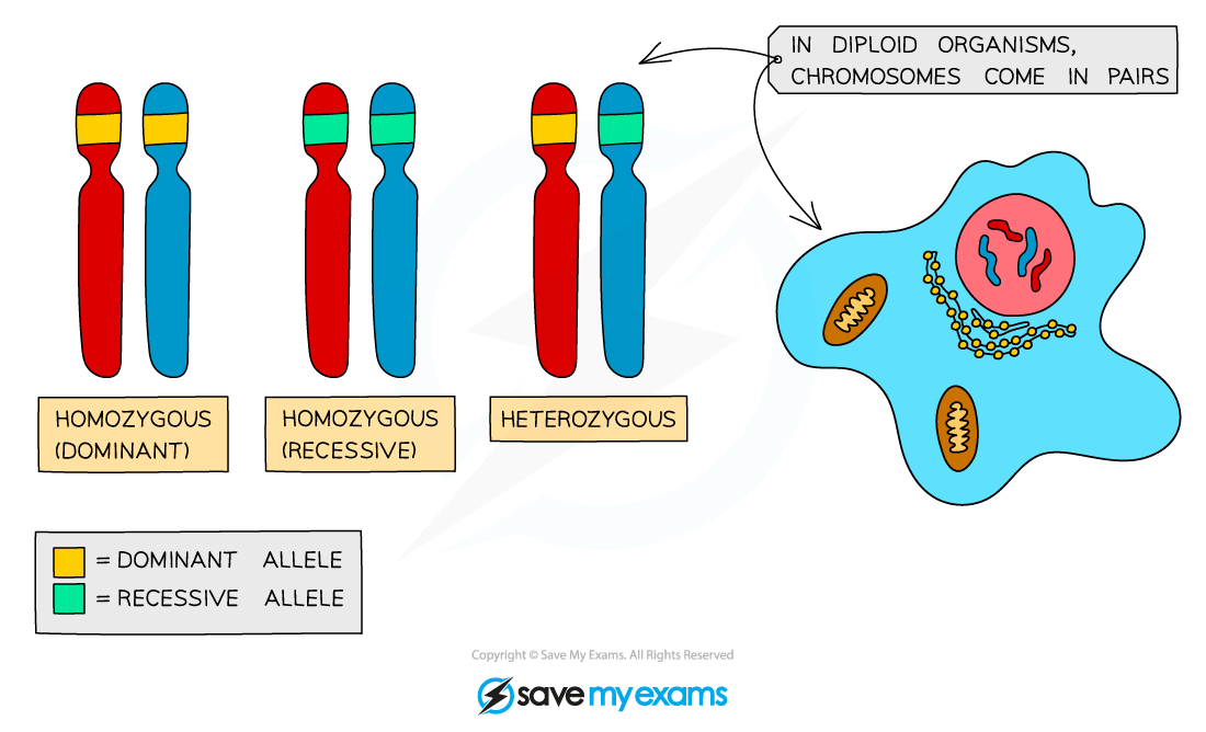 Alleles, IGCSE & GCSE Biology revision notes