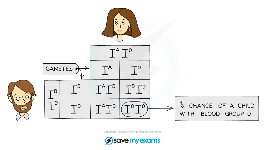 Blood group inheritance, IGCSE & GCSE Biology revision notes