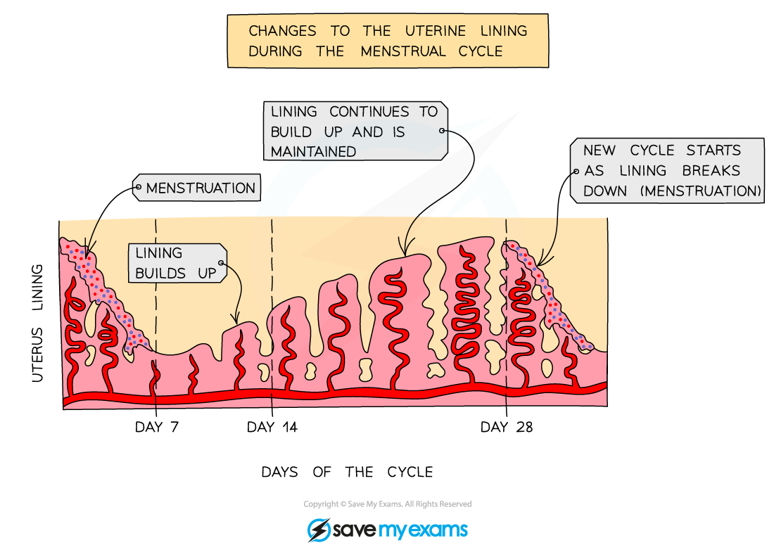 Changes in the lining of the uterus during the menstrual cycle, IGCSE & GCSE Biology revision notes