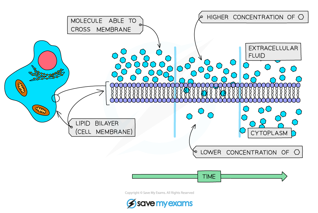 Diffusion across the cell membrane, IGCSE & GCSE Biology revision notes