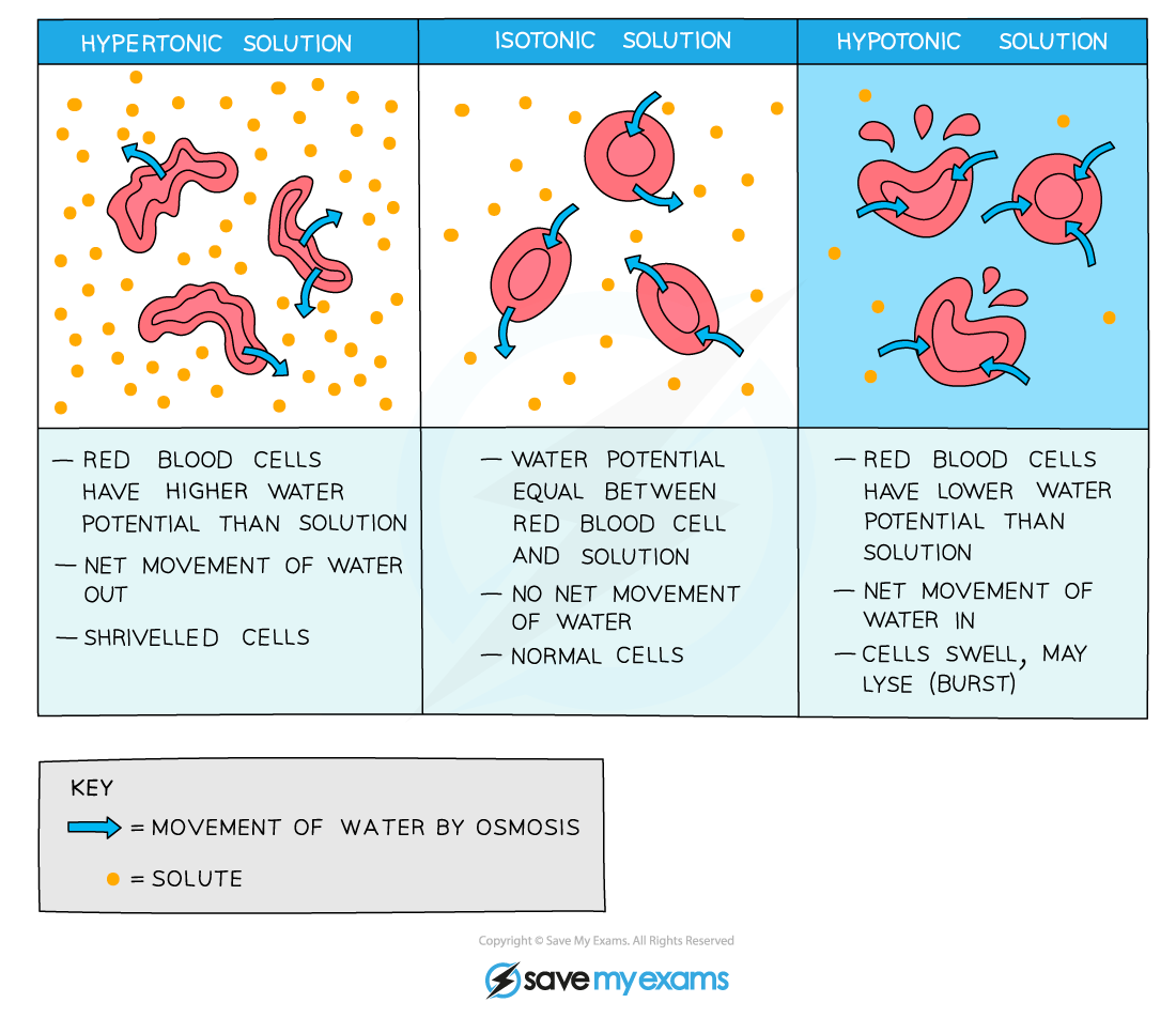 Effect of osmosis on animal cells, IGCSE & GCSE Biology revision notes