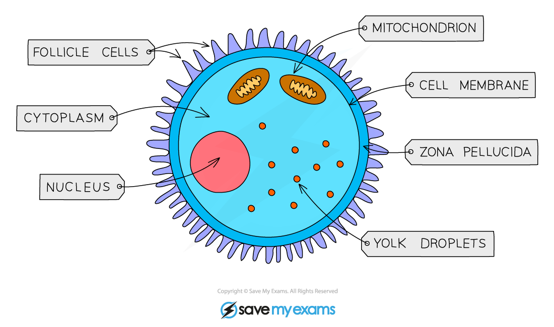 Egg Cell, IGCSE & GCSE Biology revision notes