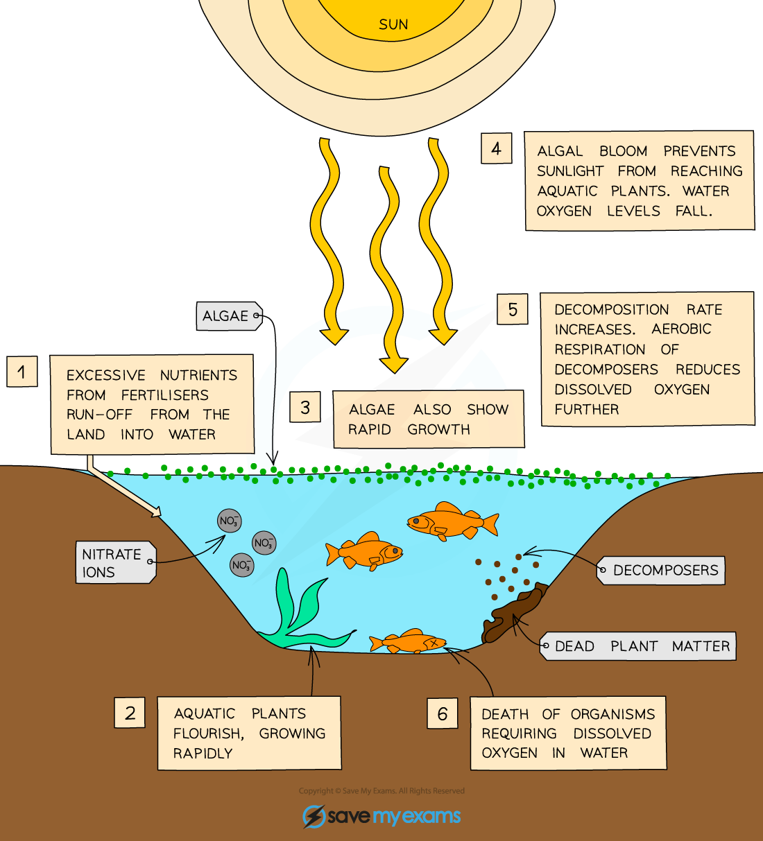 Eurtrophication, IGCSE & GCSE Biology revision notes