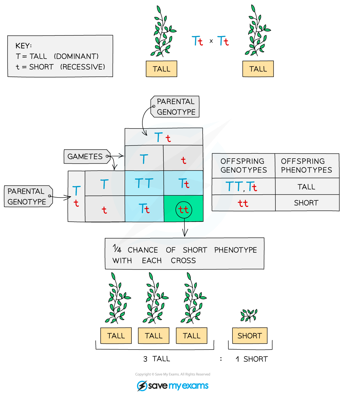 F2 genetic cross, IGCSE & GCSE Biology revision notes