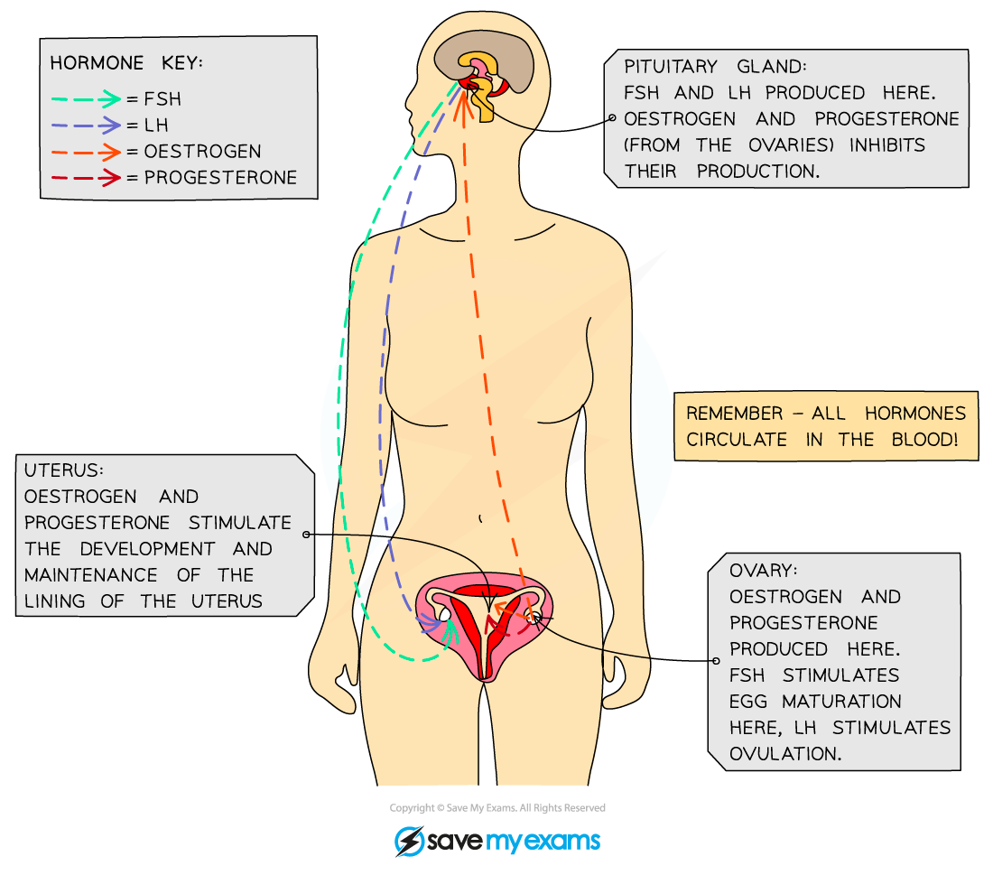 Hormones in the menstrual cycle, IGCSE & GCSE Biology revision notes