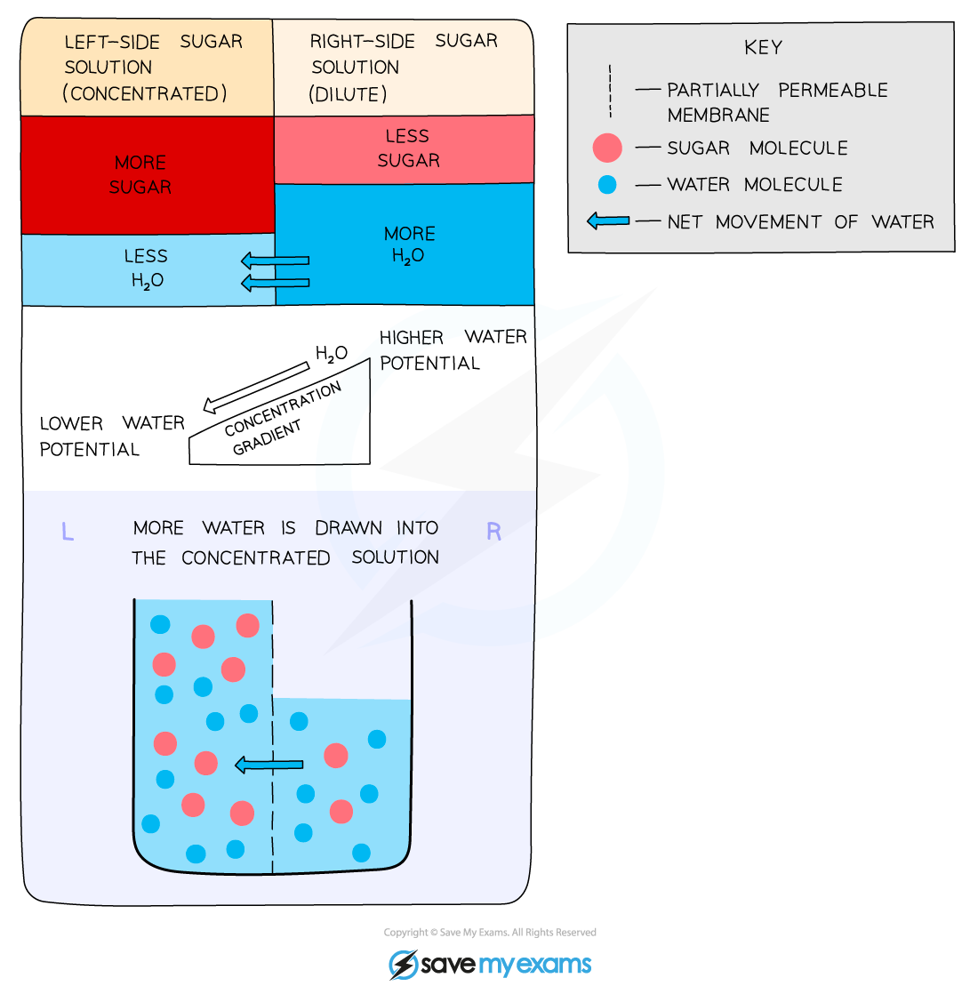 How-osmosis-works, IGCSE & GCSE Chemistry revision notes