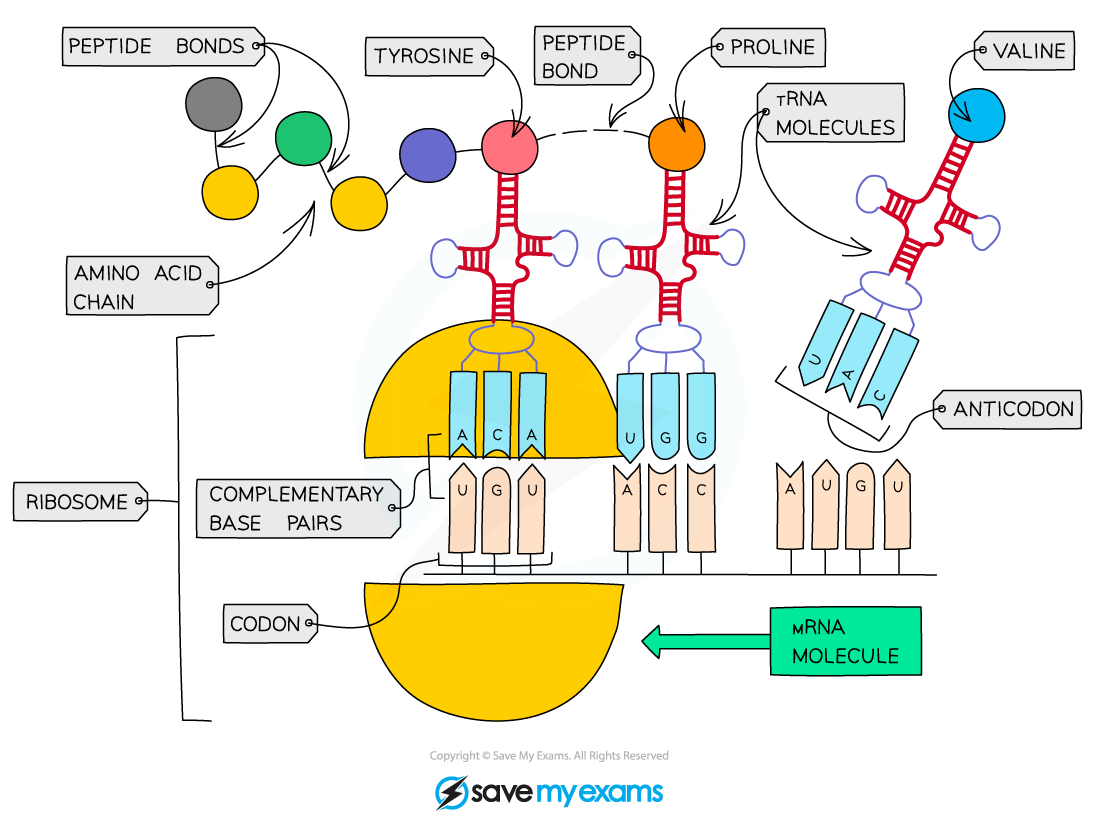 How ribosomes build proteins, IGCSE & GCSE Biology revision notes