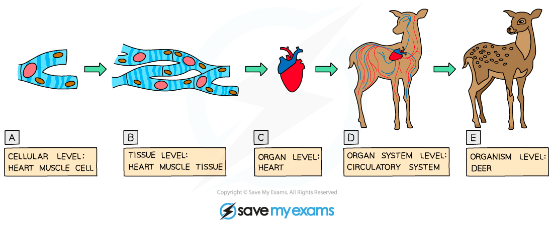 Levels of organisation, IGCSE & GCSE Biology revision notes