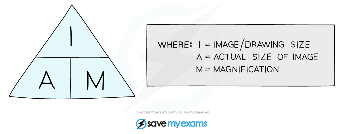 Magnification Equation Biology revision notes