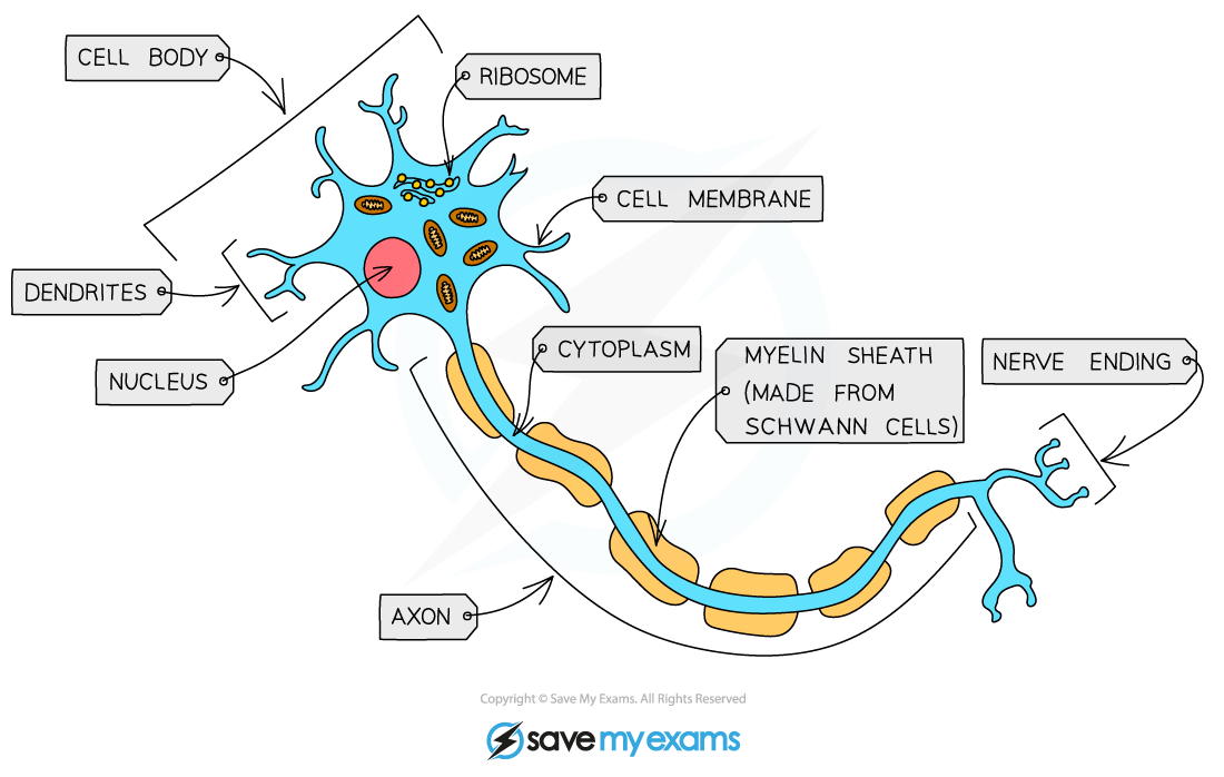 Nerve Cell, IGCSE & GCSE Biology revision notes