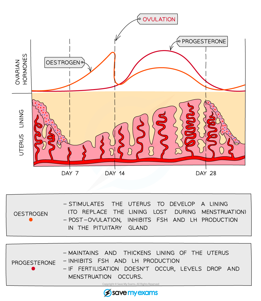 Ovarian hormones, IGCSE & GCSE Biology revision notes