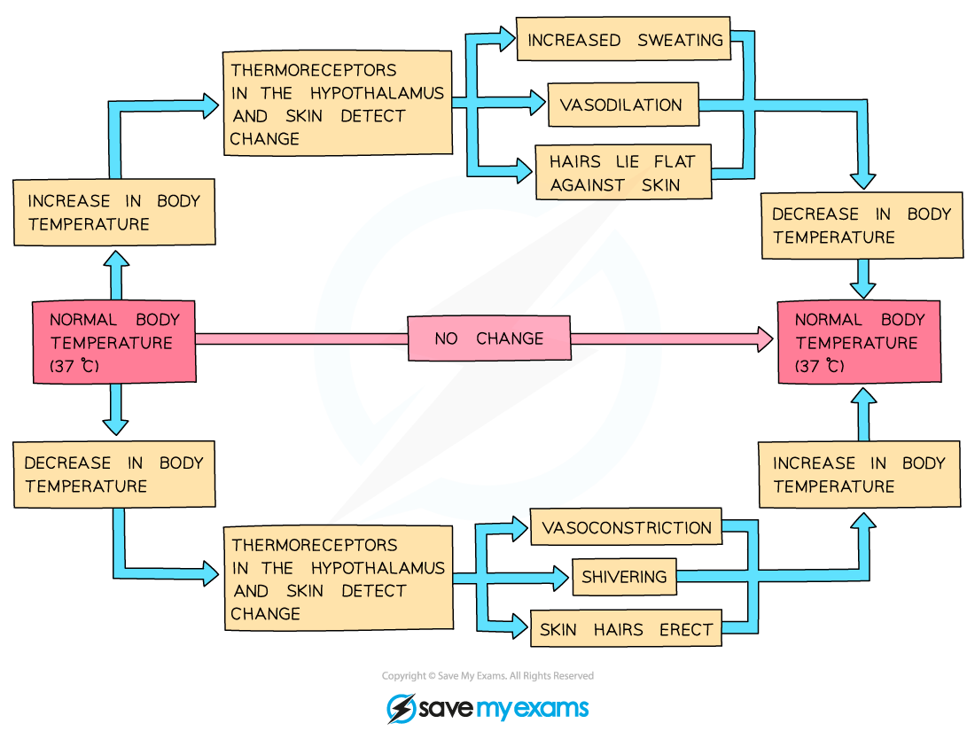 Thermoregulation negative feedback diagram