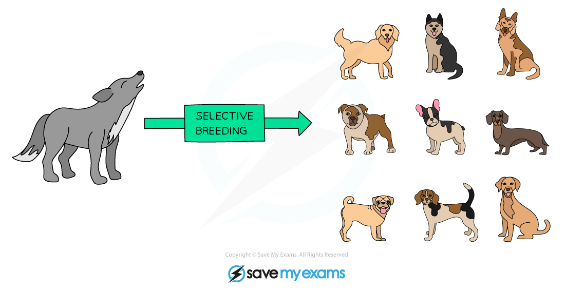 Selective breeding dogs, IGCSE & GCSE Biology revision notes