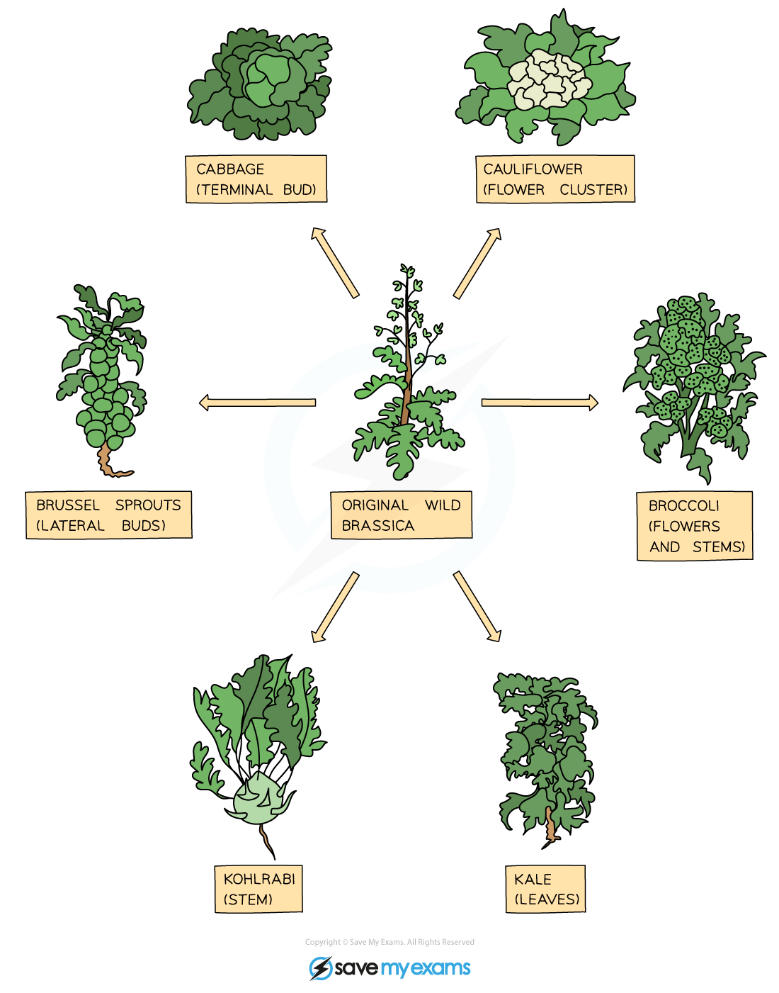 Selective breeding plants, IGCSE & GCSE Biology revision notes