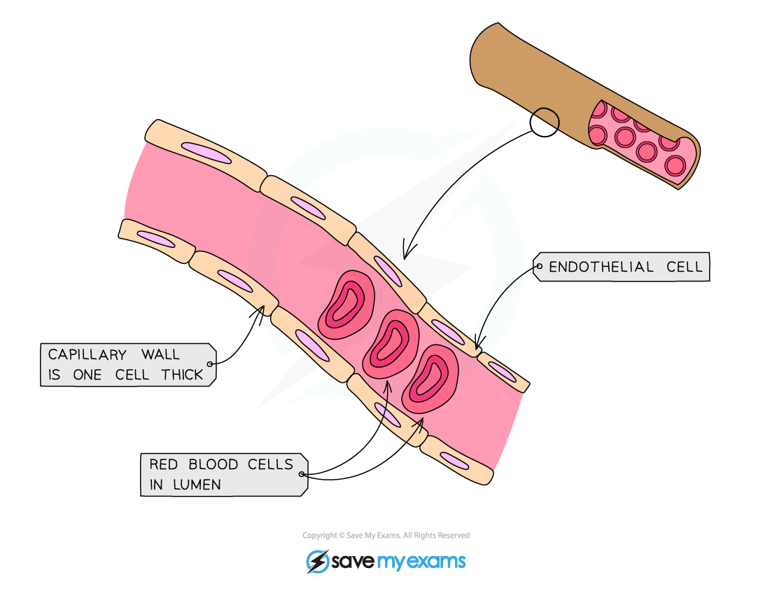 Structure of a capillary, IGCSE & GCSE Biology revision notes