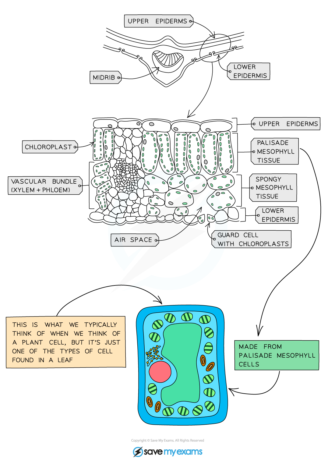 Structure of a leaf, IGCSE & GCSE Biology revision notes