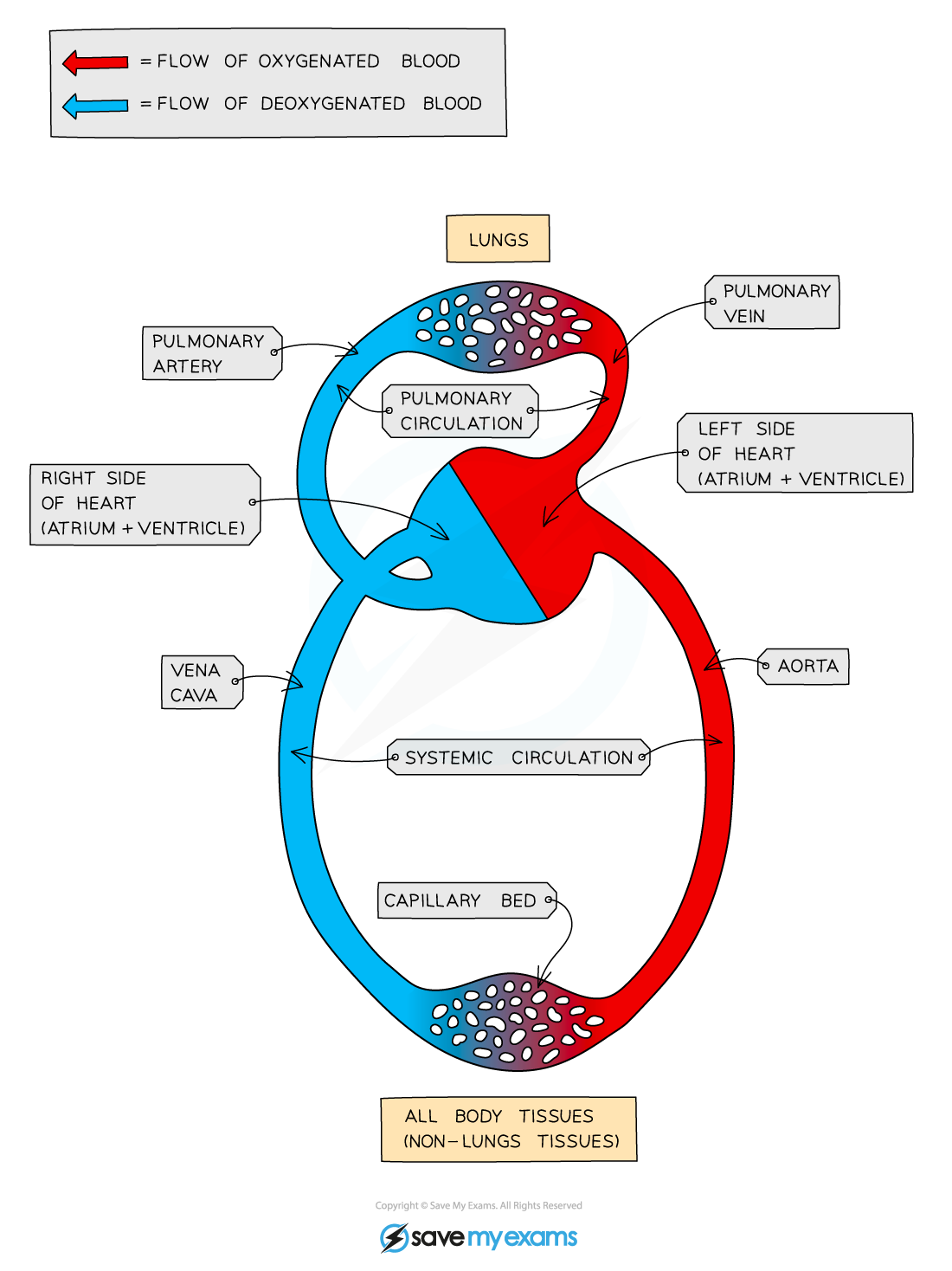 The double circulatory system in mammals, IGCSE & GCSE Biology revision notes