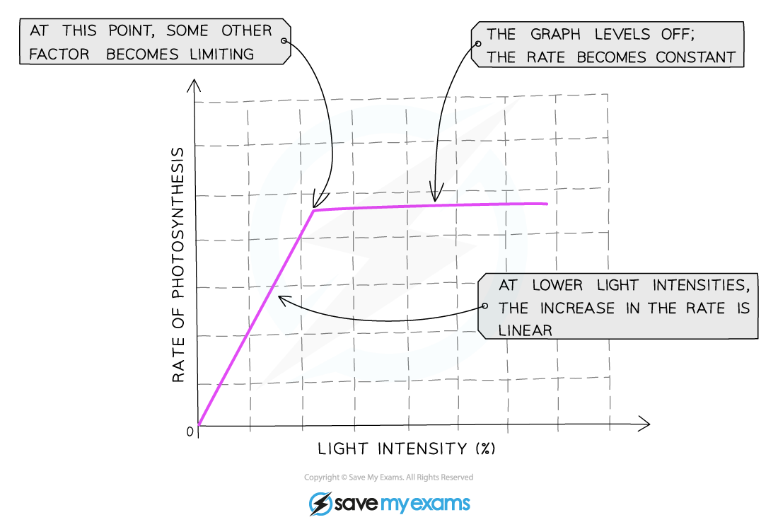 The effect of light intensity on the rate of photosynthesis, IGCSE & GCSE Biology revision notes