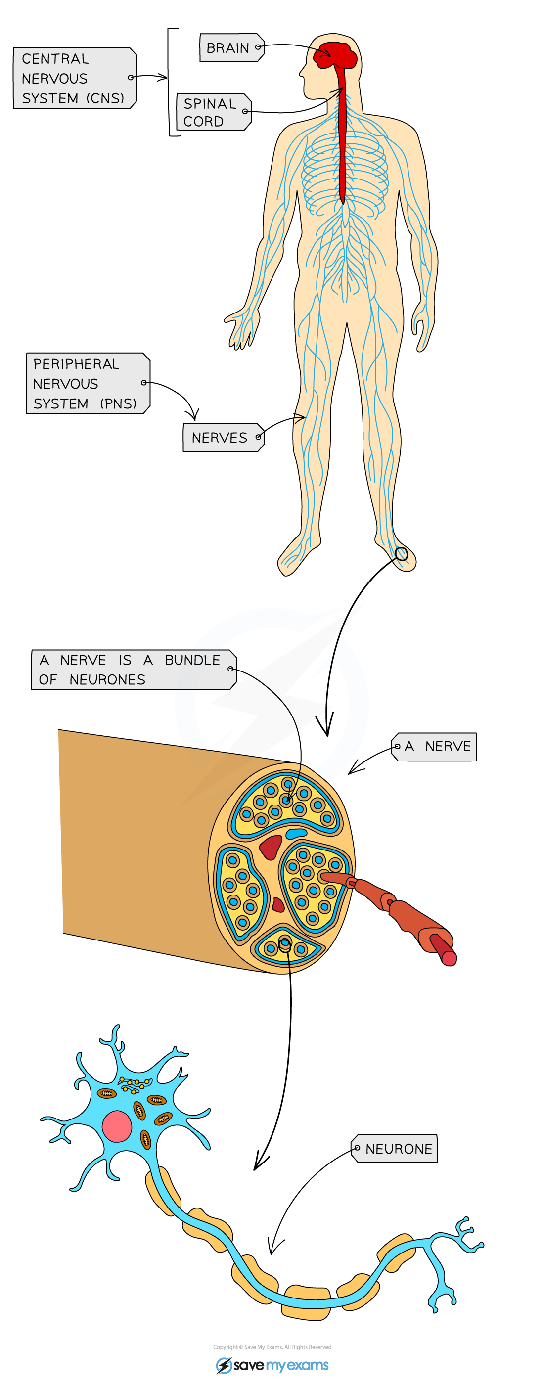 The human nervous system, IGCSE & GCSE Biology revision notes