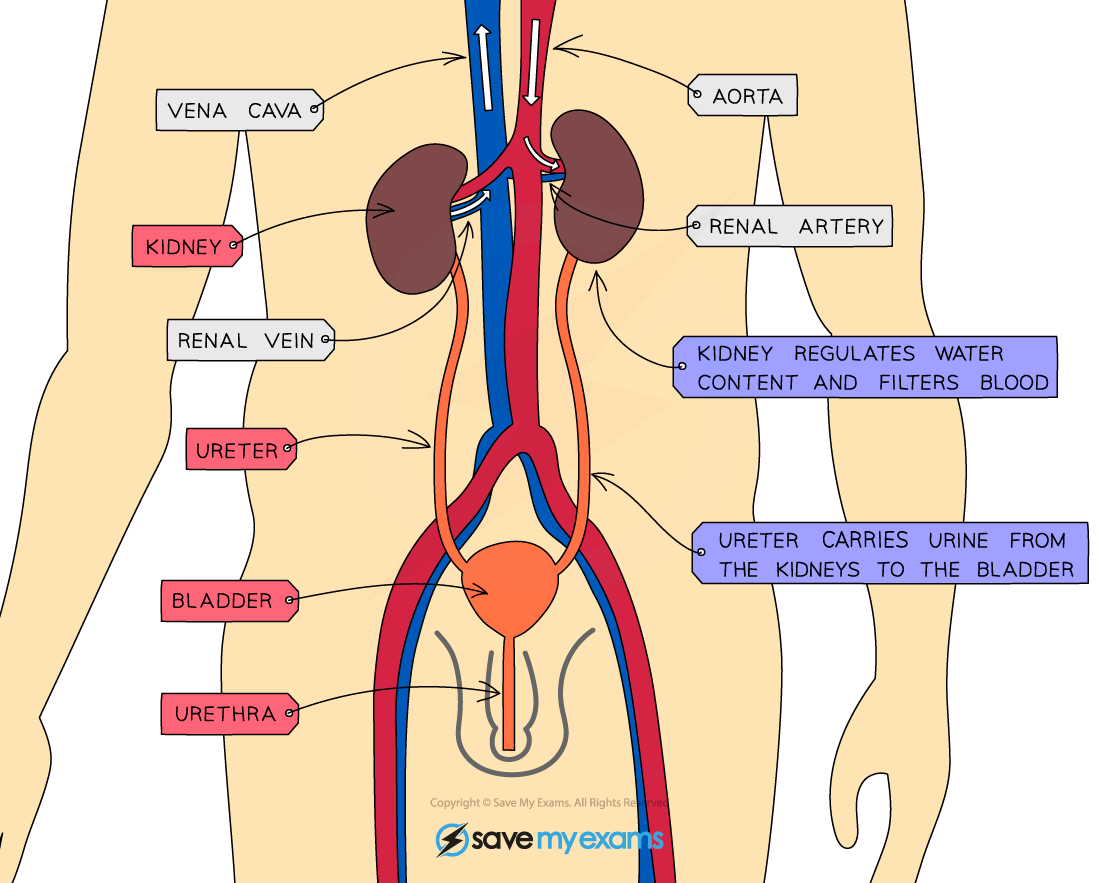 The urinary system in humans, IGCSE & GCSE Chemistry revision notes