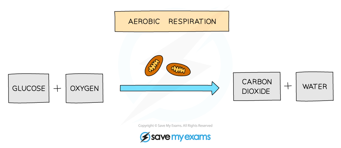 Word equation for aerobic respiration, IGCSE & GCSE Chemistry revision notes