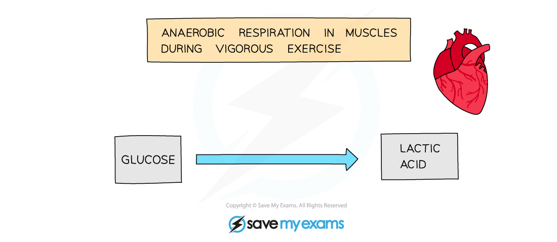 Word equation for anaerobic respiration in animals, IGCSE & GCSE Chemistry revision notes