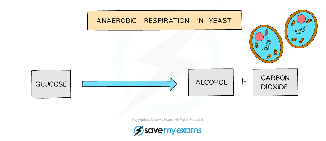 Word equation for anaerobic respiration in yeast, IGCSE & GCSE Chemistry revision notes