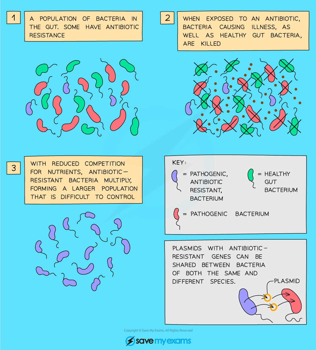 Antibiotic_resistance, IGCSE & GCSE Biology revision notes