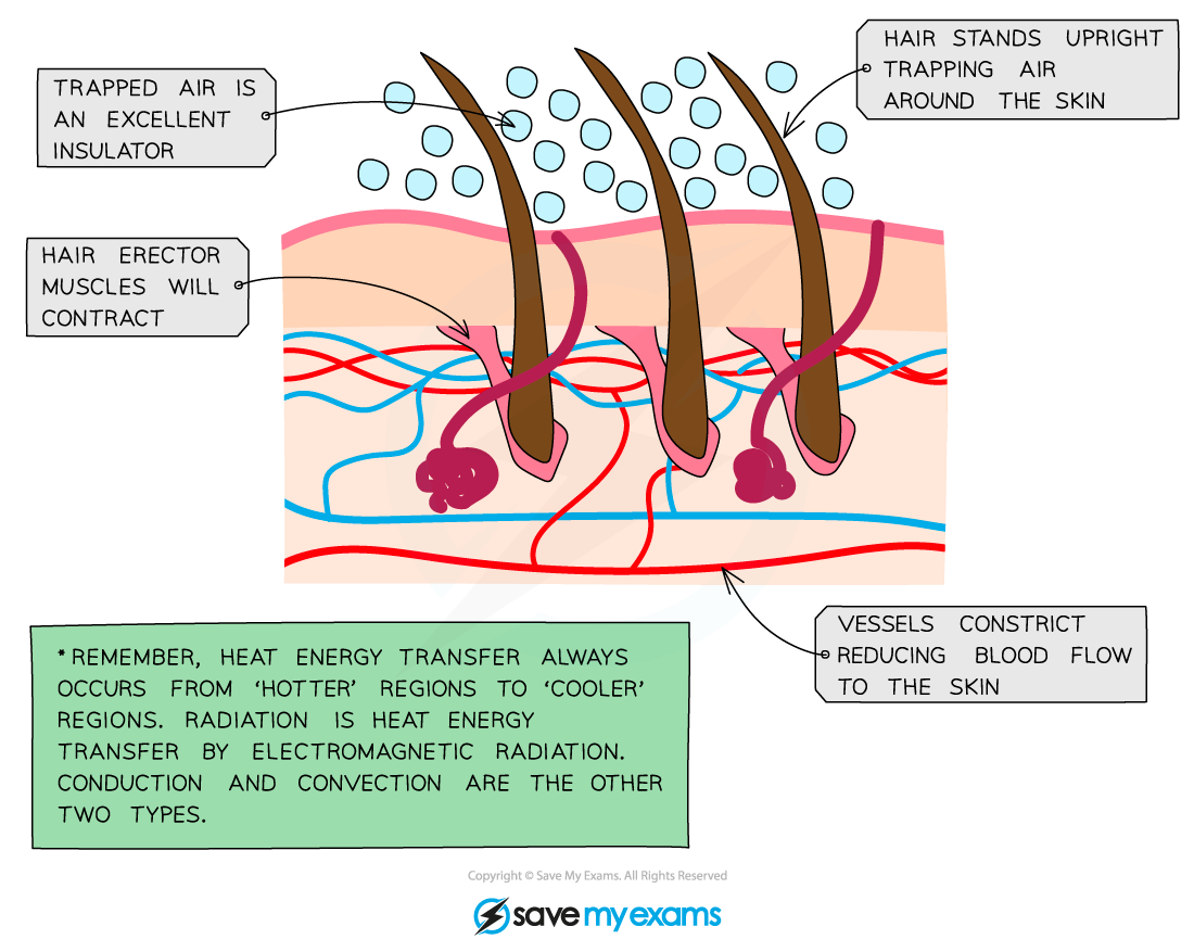 Responses in skin when cold