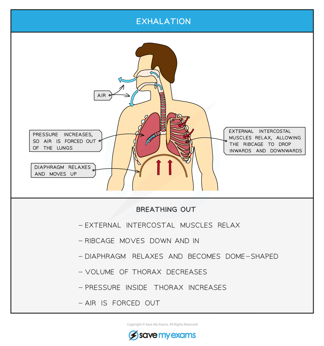 Exhalation, IGCSE & GCSE Biology revision notes