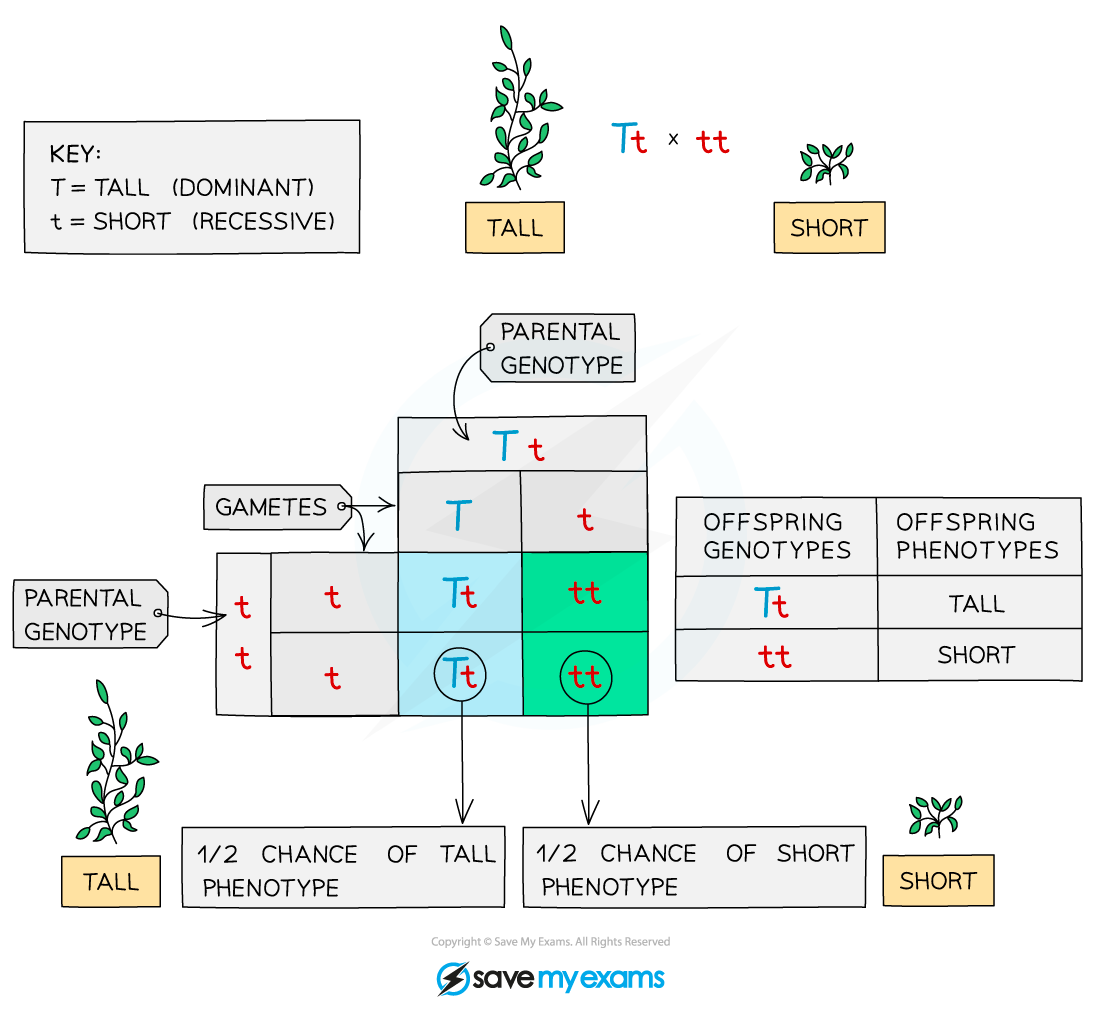 Heterozygous pure recessive cross, IGCSE & GCSE Biology revision notes