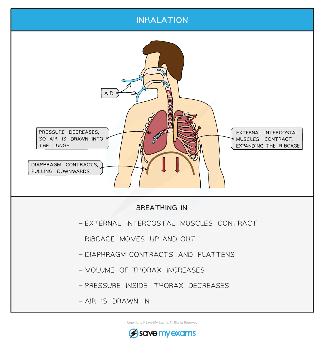 Inhalation, IGCSE & GCSE Biology revision notes