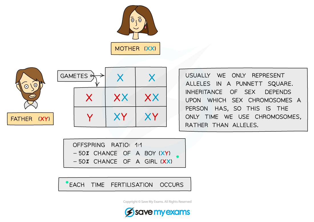 Inheritance of sex, IGCSE & GCSE Biology revision notes