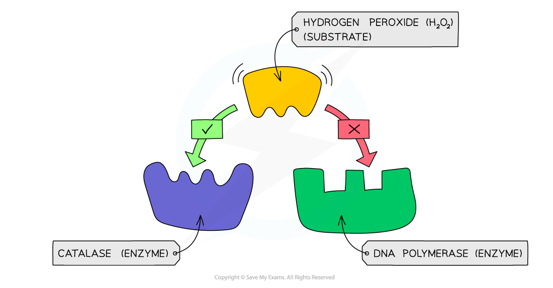 Enzyme Specificity Examples, downloadable IGCSE & GCSE Biology revision notes