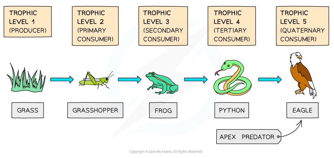 Food chain showing trophic levels, downloadable IGCSE & GCSE Biology revision notes