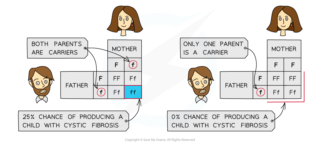 Inheritance of cystic fibrosis, downloadable IGCSE & GCSE Biology revision notes