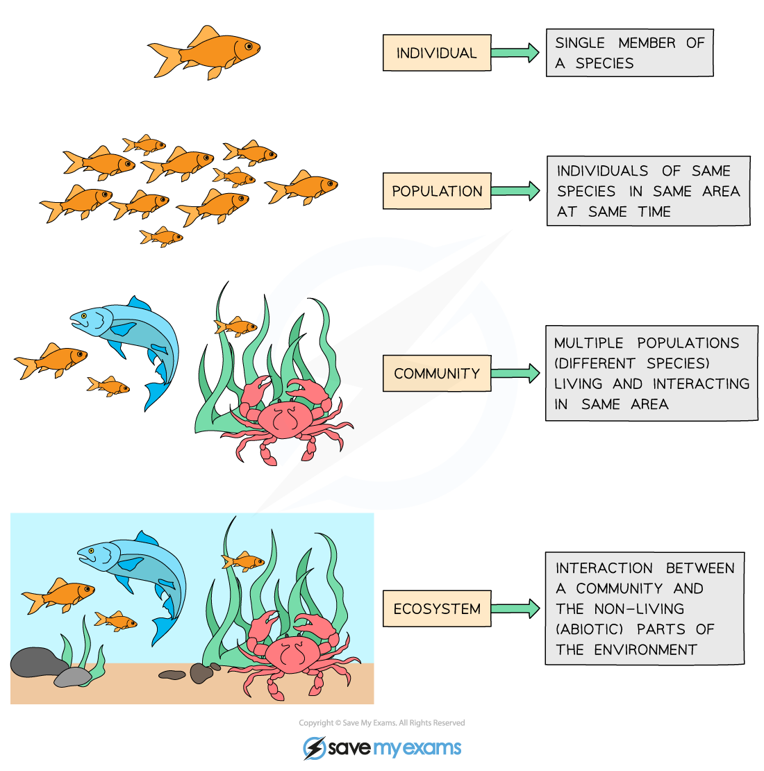 Levels of Organisation in an Ecosystem