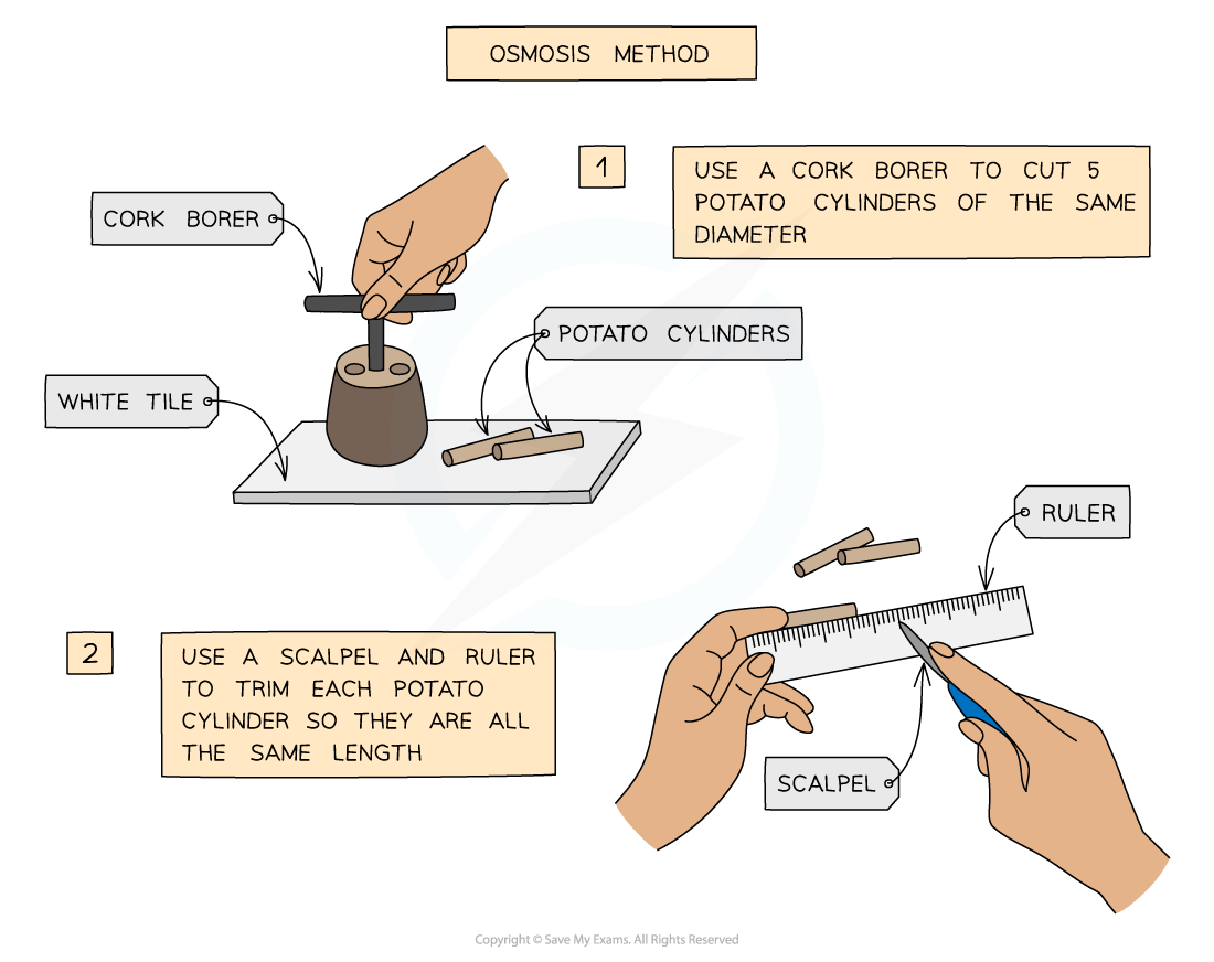 Osmosis Method_1, downloadable IGCSE & GCSE Biology revision notes