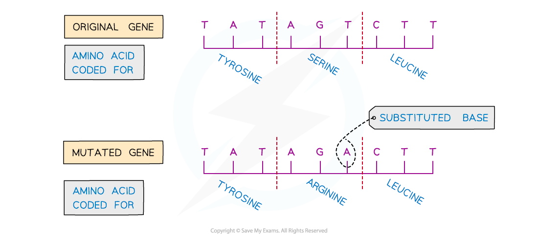 Substitution mutation, downloadable IGCSE & GCSE Biology revision notes