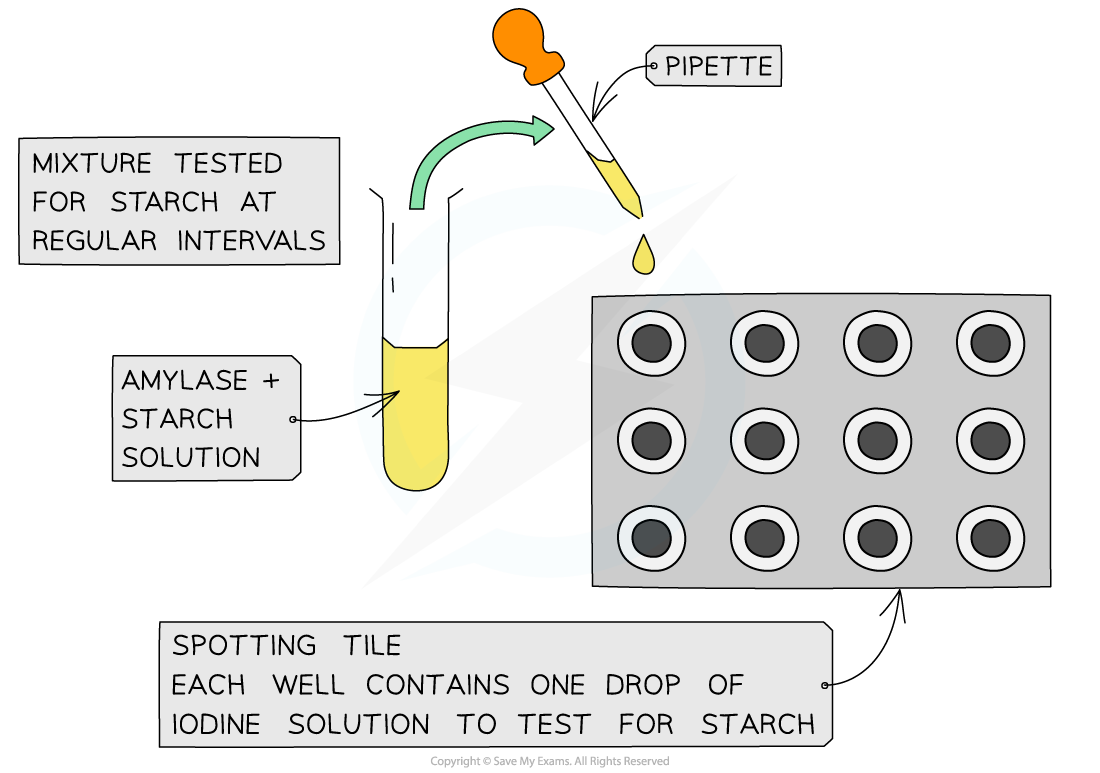 Amylase experiment, downloadable AS & A Level Biology revision notes