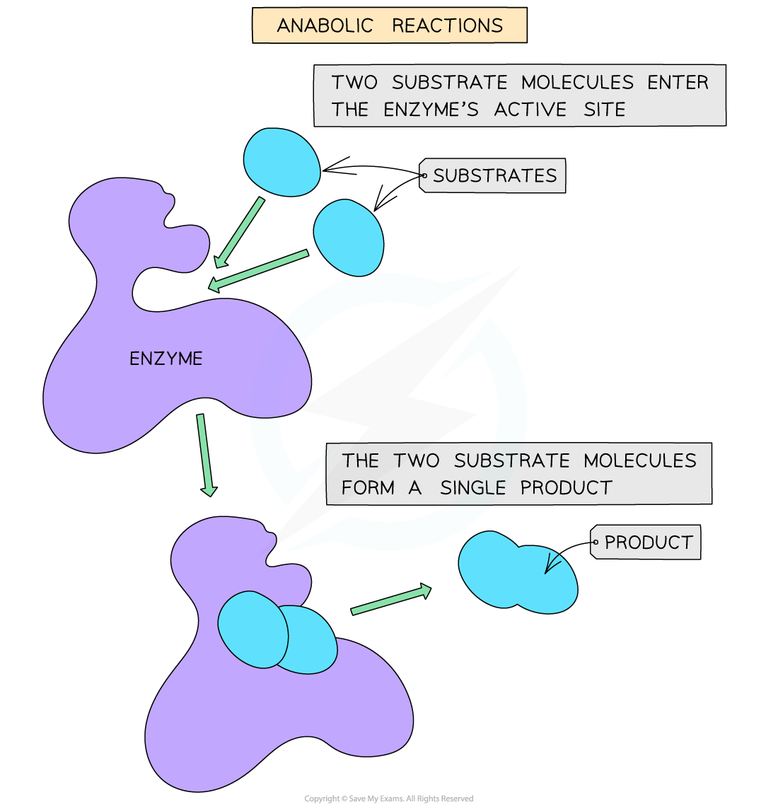 Anabolic reaction, downloadable AS & A Level Biology revision notes