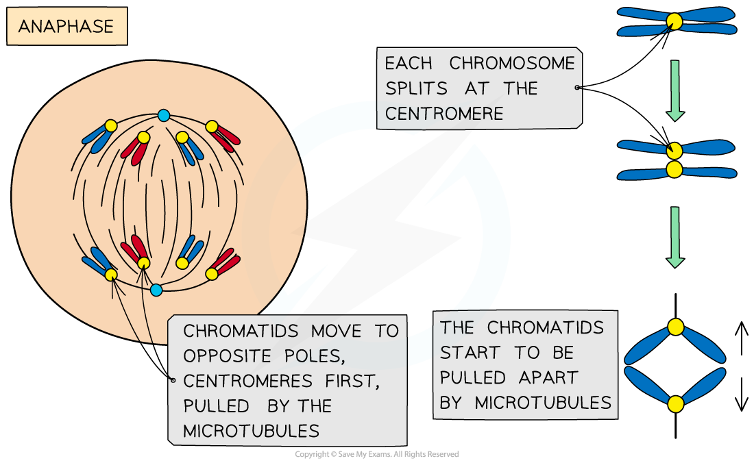 Anaphase of mitosis, downloadable AS & A Level Biology revision notes