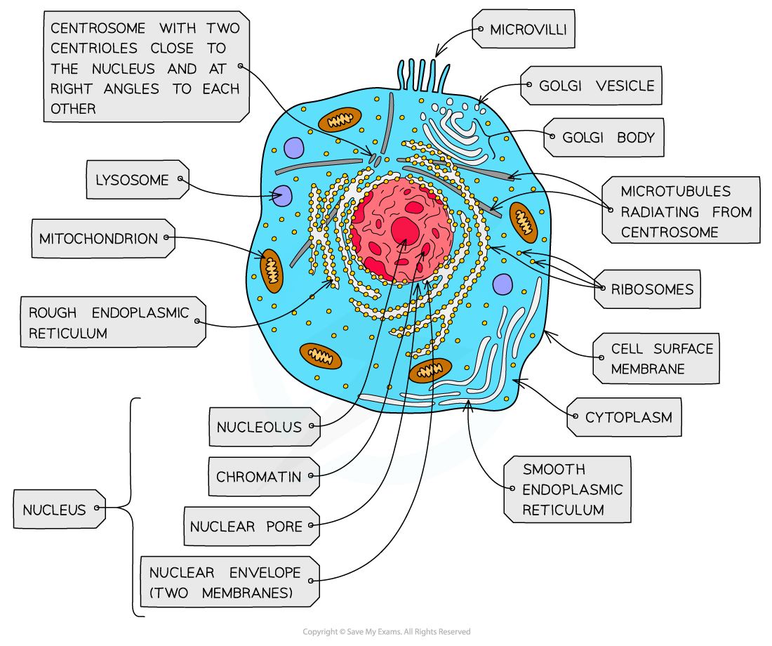 Animal cell, downloadable AS & A Level Biology revision notes