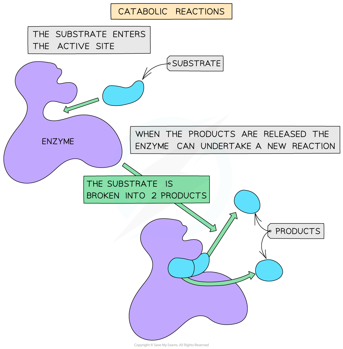 Catabolic reaction, downloadable AS & A Level Biology revision notes