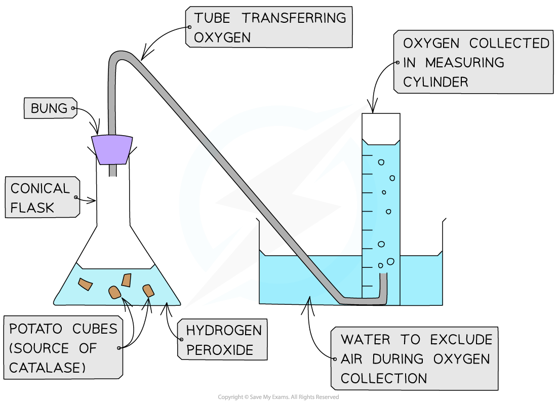 Catalase experiment, downloadable AS & A Level Biology revision notes