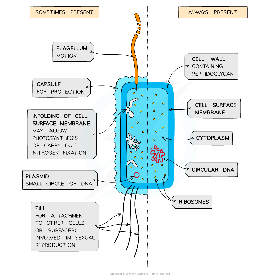 Cell Components- Prokaryotic cell, downloadable AS & A Level Biology revision notes